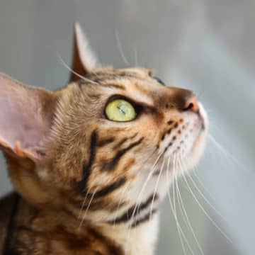 猫の気持ちは『耳の向き』からわかる！5つのパターン別に心理を解説　耳を倒してたら要注意？