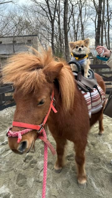 ホテル フォレストヒルズ那須が提供する、ワンちゃんと一緒に体験できる新しいポニー乗馬