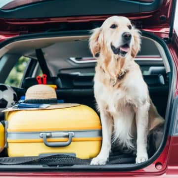 犬が『ドライブ』好きなのって本当？お出かけしたがる理由から愛犬を守るために注意すべきことまで