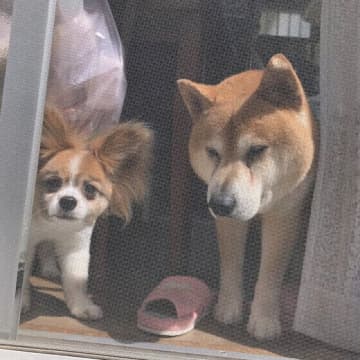 犬が網戸を突き破って脱走する？ 部屋の窓を網戸にする際の注意点とは