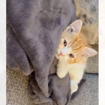『パジャマの上でくつろぐ子猫』を発見→近づいてみた結果……「破壊力えぐい」「ライフ持ってかれた」悶絶注意な"反応"が150万再生