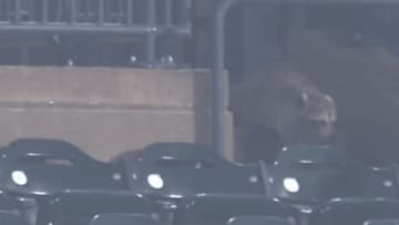 MLB球場に乱入した“珍客”にファン驚き「可愛い～」「席を探してる」