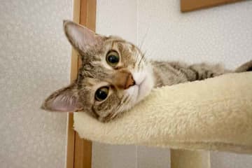 「やる気がなさすぎる」　ソファで溶けちゃう元保護ねこに反響　「ねこ様はどんな姿もかわいい」「マイナスイオンが出ています」