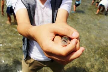南郷水産センター名物★「アユのつかみどり」が2025年の営業再開！塩焼き体験もできる♪【土日祝営業中】