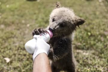 クマの着ぐるみで子グマの世話。一見シュールなあやし方は、小さな命を守るため（アメリカ）