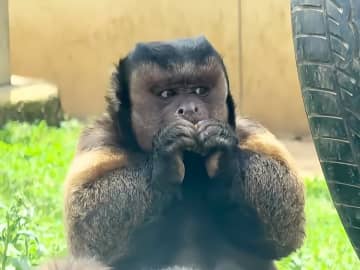 フサオマキザルの「大壮」死ぬ、真四角な顔で人気者に―中国