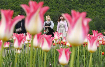 70万本のチューリップが見頃　北海道・湧別の公園