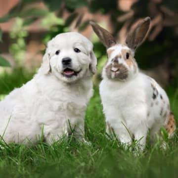 犬と『一緒に飼いやすい』動物4選　相性の良さや習性の違い、注意すべきことまで