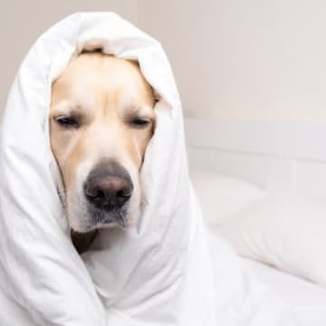 犬もインフルエンザにかかるの？主な症状や予防法、人間との違いまで【獣医が解説】