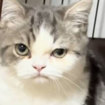 ムスっとした表情をしている猫→『理由』は……？まさかの瞬間が可愛すぎると71万再生「にゃんとも言えないｗ」「抱きしめたいかわいさ」