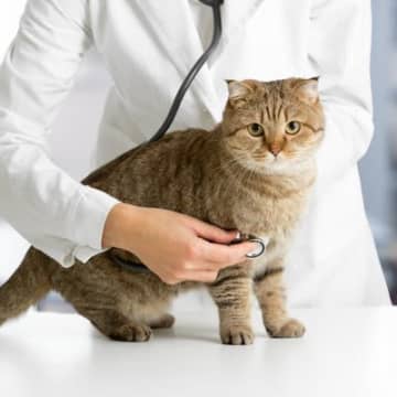猫ちゃんと診察のお話｜なぜ病院が苦手なの？受診が必要な症状まで【現役獣医が解説】