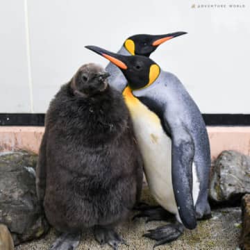 キングペンギンの人工授精に成功 アドベンチャーワールドにキングペンギンの赤ちゃん2羽が誕生