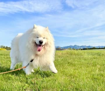 散歩中に最高の「サモエドスマイル」を見せる犬　全力で楽しむ様子に「めちゃくちゃ良い写真」「完璧な笑顔」