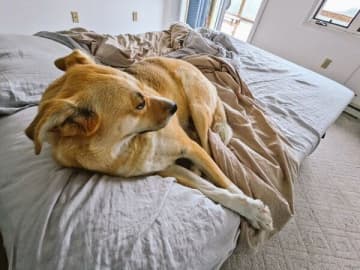 多頭飼育崩壊の現場からレスキューされた犬　人間不信だった愛犬の「甘えん坊化」が進む姿に喜びを実感！