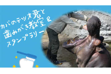 天王寺動物園で「カバの歯みがき」を観察、子ども歯科相談も