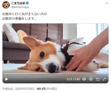 「お散歩に行く気が全くない」コーギー脱力、されるがまま...　お着がえ動画にXほっこり「癒された」