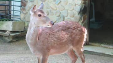 鹿が脱走　動物園の獣舎から出て約5分後に捕獲　飼育員が清掃中に鍵かけ忘れる