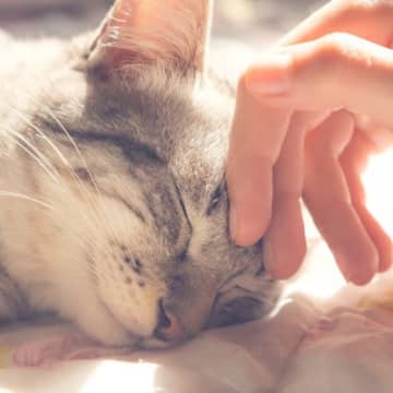 猫との暮らしで飼い主さんが『幸せをかみしめる』尊い瞬間4選　これぞ猫と暮らす醍醐味