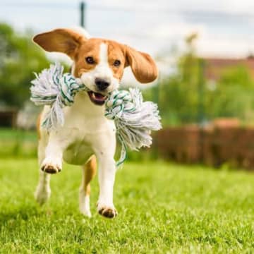 犬と遊びすぎてしまったらどうなる？愛犬に与える悪影響や適切な遊び時間まで