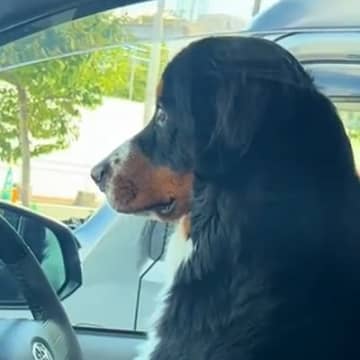 車で飼い主を待つ超大型犬を『隠し撮りしてみた』結果…まるでコントのような『想像以上の二度見』が341万再生「お手本ｗ」「面白すぎ」
