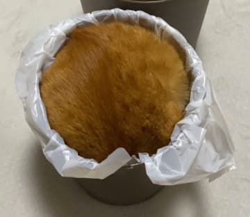 ゴミ箱に新しい袋をセットしたら→なぜか猫がすっぽり！　“満タン”な光景に「カップケーキみたい」「マフィンかと思った」
