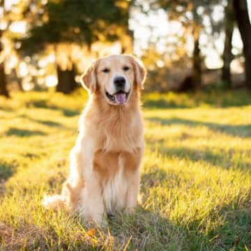 『優しい犬種』ランキングTOP３　穏やかな性格だと言われる理由や飼い方の注意点まで