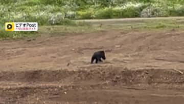 クマが川を泳いで渡る様子がカメラに　工場侵入も…目撃情報相次ぐ　秋田・由利本荘市