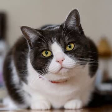 愛猫があなたに『そばに来てほしい』と伝えている3つのサイン　呼ばれたらすぐ駆けつけるべき？