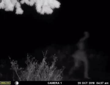 【画像】ゾクゾクが止まらない。防犯カメラに映ったものが不気味すぎた……