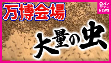 「気持ち悪い！しつこい！」万博に大量発生した「ユスリカ」に逃げ回る来場者　防虫スプレーは効果期待できず　アース製薬に「緊急」援助要請