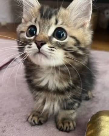 猫を飼うことを諦めていた飼い主がお迎えした生後3カ月の子猫→約1年半後、「今の方がさらに可愛く」成長した姿にキュン！