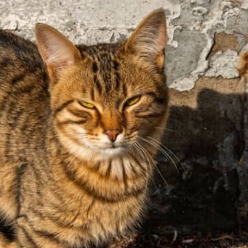 クリミア戦争で兵士たちを飢餓から救った『伝説の猫』