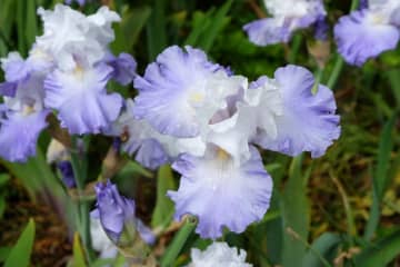 5月23日の花とは？【366日の誕生花と幸せの花言葉】