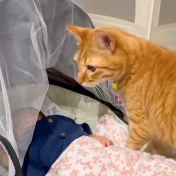 赤ちゃんと初めて出会った猫２匹→心配で見ていたら…予想外の『素敵すぎる対応』に「守るべき存在ってわかるんだね」「距離を取る姿に感動」