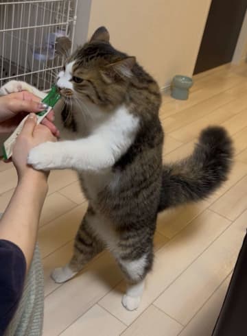おやつタイムだけムキムキになる子猫ちゃんに17万人夢中　「僧帽筋やば」「肩幅広」