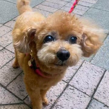 犬の「おしり歩き」の原因は？　うんち後に頻繁にスリスリする場合の対処法とは