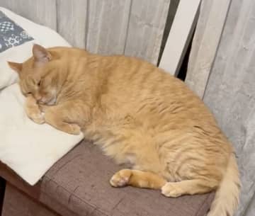 「もふって労いたい」GWに子どもたちと奮闘した猫・すずくんが話題　眠るすずくんの姿に「癒ししかない…」と20万超の反響