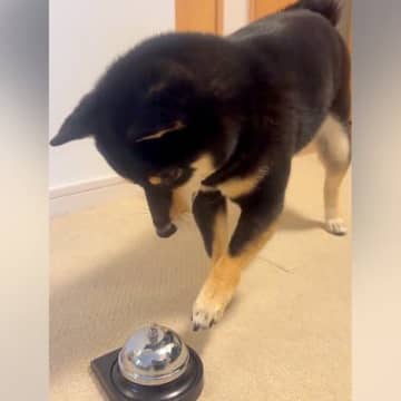 『ベル鳴らして』と犬にお願いしてみた結果…自分の足の長さを把握していない『尊すぎる行動』に1万いいね「一生懸命で可愛い」「空振りあんよ」