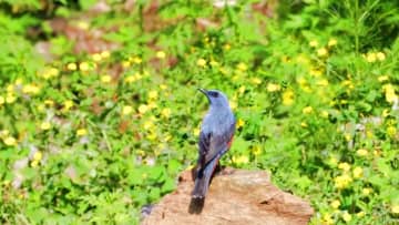 北京市内でイソヒヨドリを確認