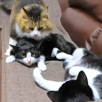 保護猫の姉妹と再会したボス猫→“独特な愛情表現”をしはじめて…まるで『父親と思春期の子どものようなやり取り』に「ウザがられてるｗ」