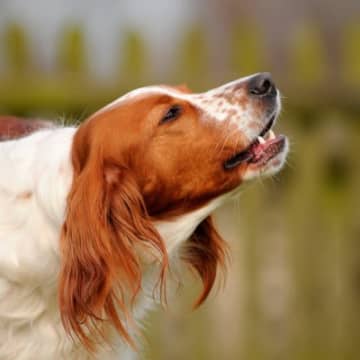 犬の『鳴き声』から読み取れる心理５つ　どんな理由が隠れているの？飼い主がとるべき対応まで