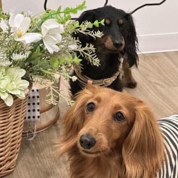 犬の「レプトスピラ症」の予防と対策 　感染の原因や注意点を獣医師に聞いた