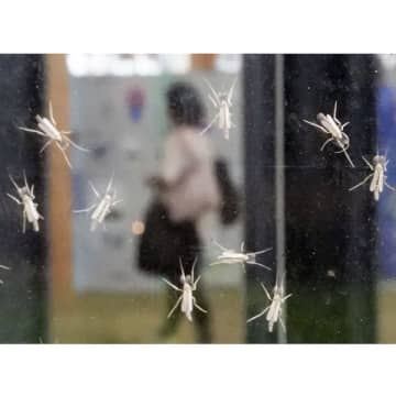“虫の王国”夢洲の生態系を大阪万博が破壊した…蚊に似たユスリカ大量発生の理由
