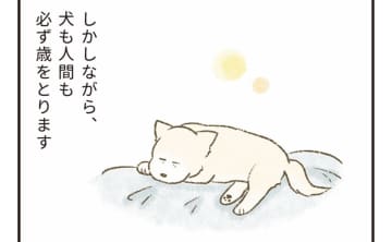 「初めはこの子も可愛い子犬だった」保護した老犬を看取った職員の切実な想い【たまさんちのホゴイヌ⑥】