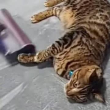 掃除機をかけはじめると、猫が近くにやって来て…あまりにも予想外な『衝撃の行動』が419万再生「避けるかと思ったらｗ」「反対側も希望ｗ」
