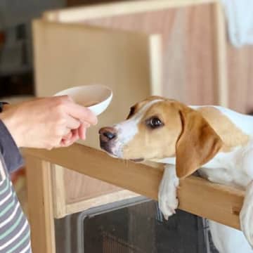 犬がご飯を前に『興奮状態』になっているときのNG行為4選　興奮を助長させる飼い主の行動とは？