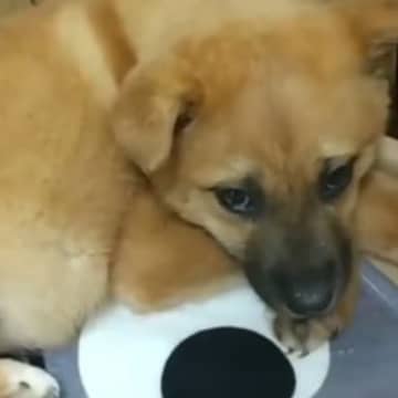 『心を閉ざしていた子犬』を保護→愛情たっぷりに育てた結果…感動的な『現在の様子』に「たくさん幸せになって」「大切に育ててもらったね」の声