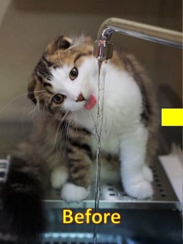 水を蛇口から直飲みする生後4カ月の子猫→9才になっても、まったく同じ体勢で水を飲む姿にほっこり！