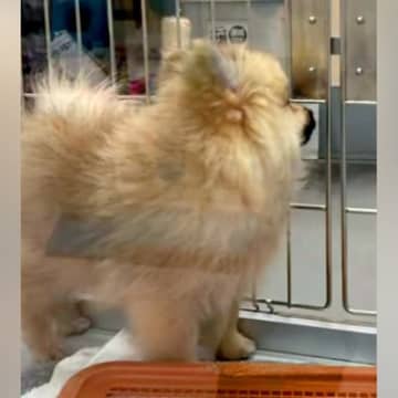 『800グラムの小さなポメラニアンを飼った』と思っていたら→現在は…衝撃的な『ビフォーアフター』が23万再生「立派ｗ」「アザラシかな？」