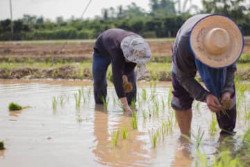 【緊急事態！！】日本の米農家がピンチ!?救う方法は？
